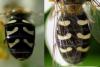 Scaeva pyrastri